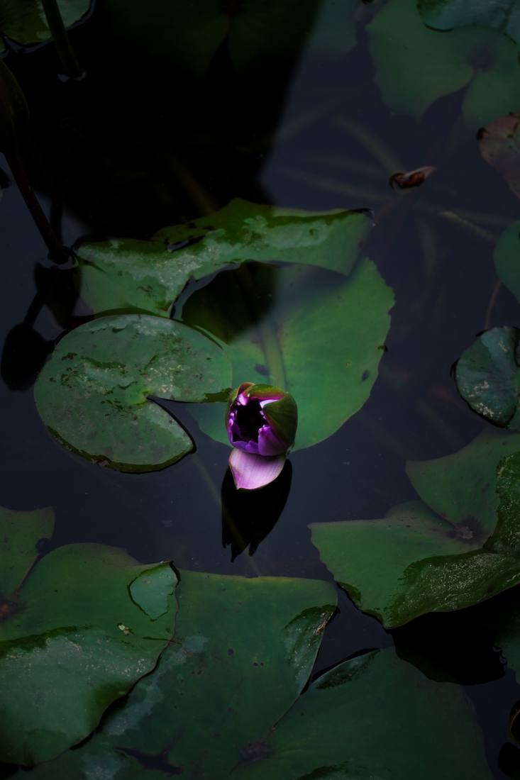 Photograph by Andrew Liang, Jan 24, 2026