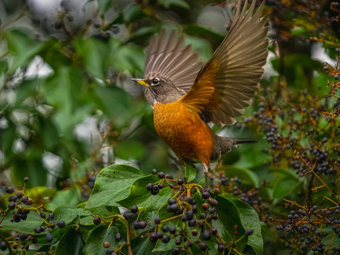 Photograph by Andrew Liang, Feb 17, 2026