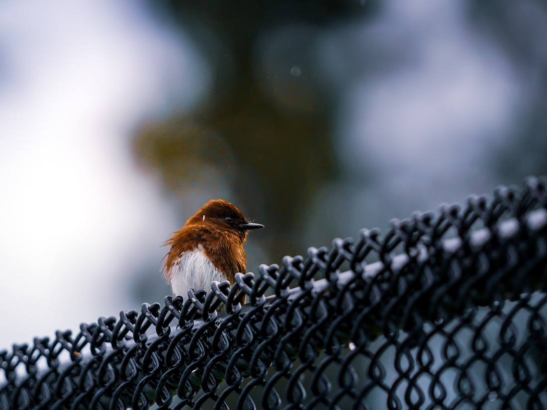 Photograph by Andrew Liang, Feb 17, 2026