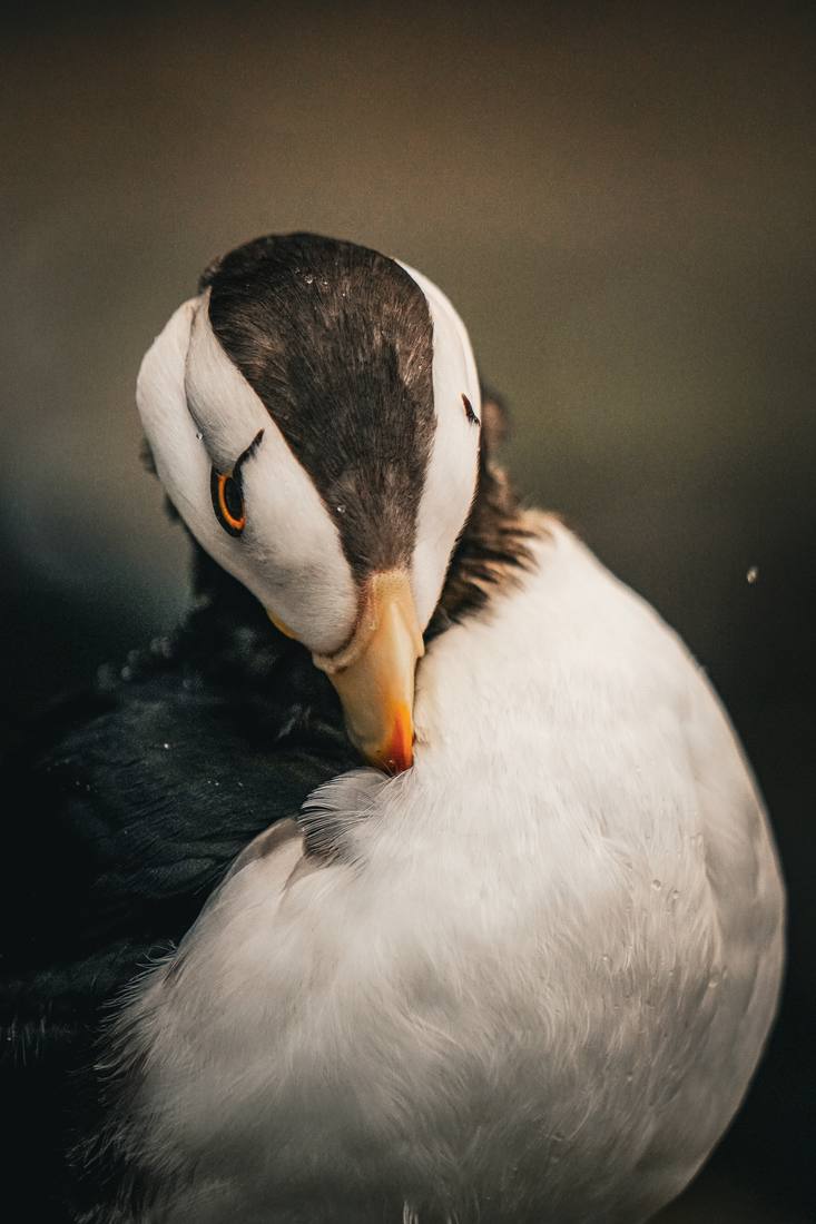 Photograph by Andrew Liang, Aug 15, 2026