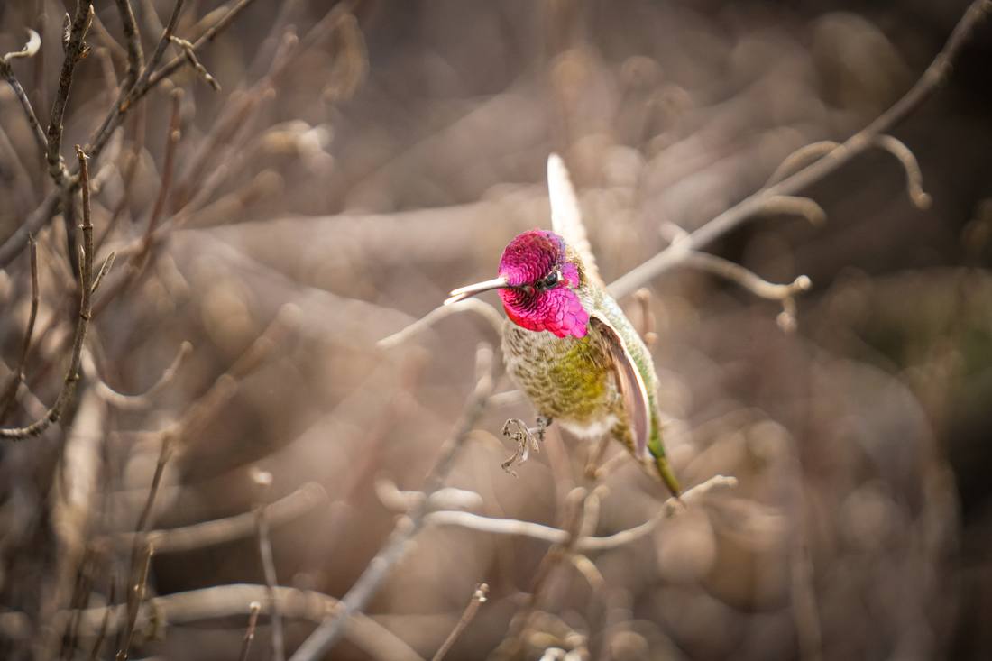 Photograph by Andrew Liang, Feb 18, 2026