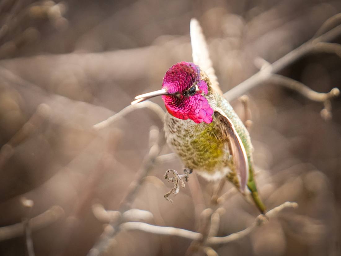 Photograph by Andrew Liang, Feb 18, 2026