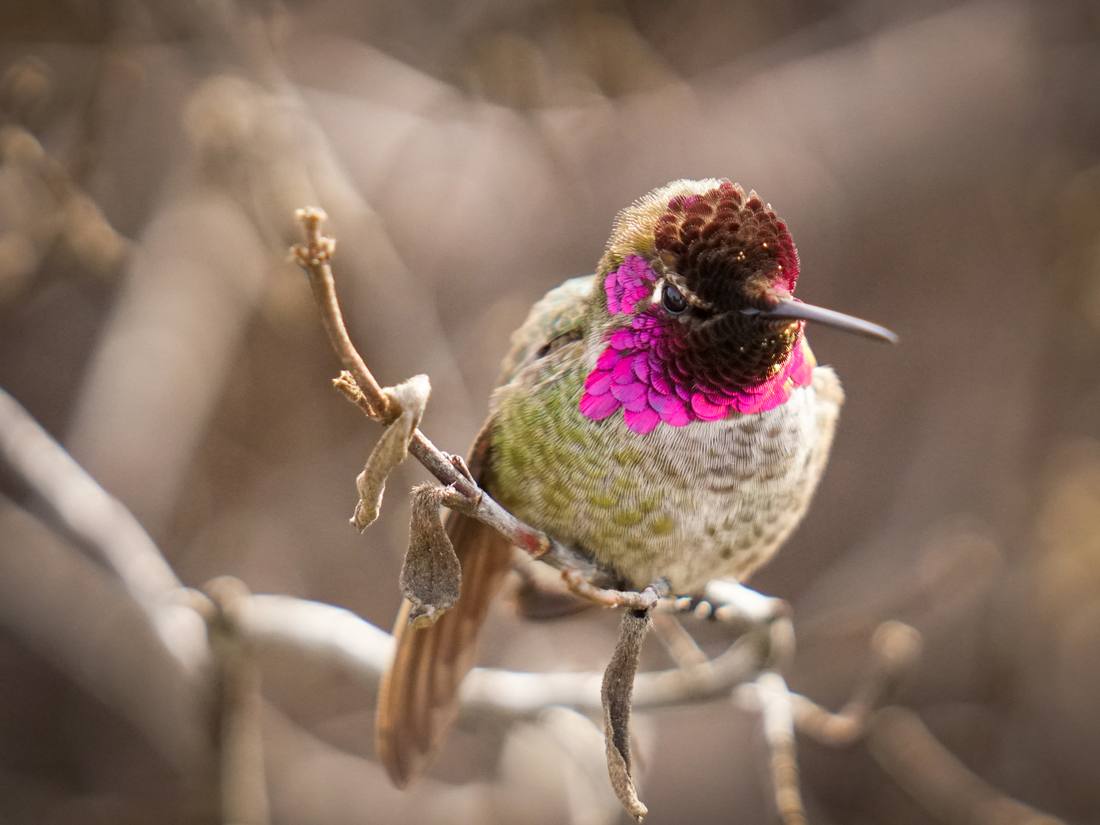 Photograph by Andrew Liang, Feb 18, 2026