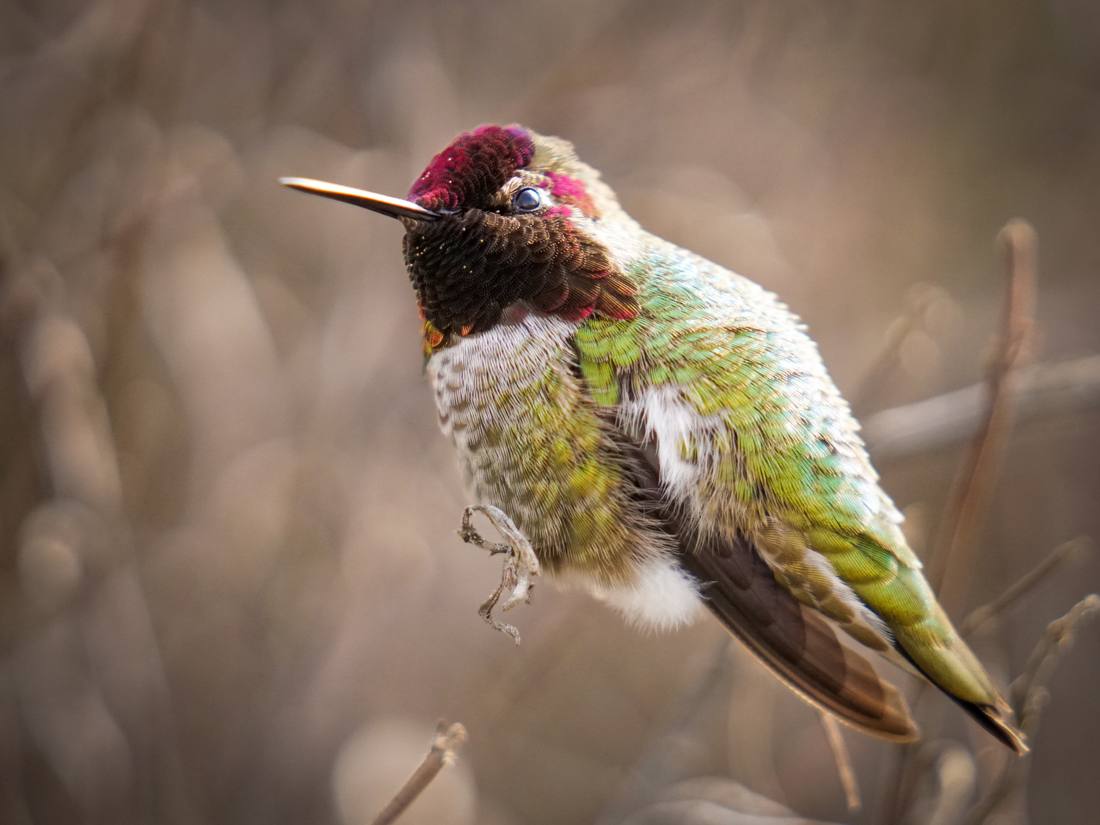 Photograph by Andrew Liang, Feb 18, 2026