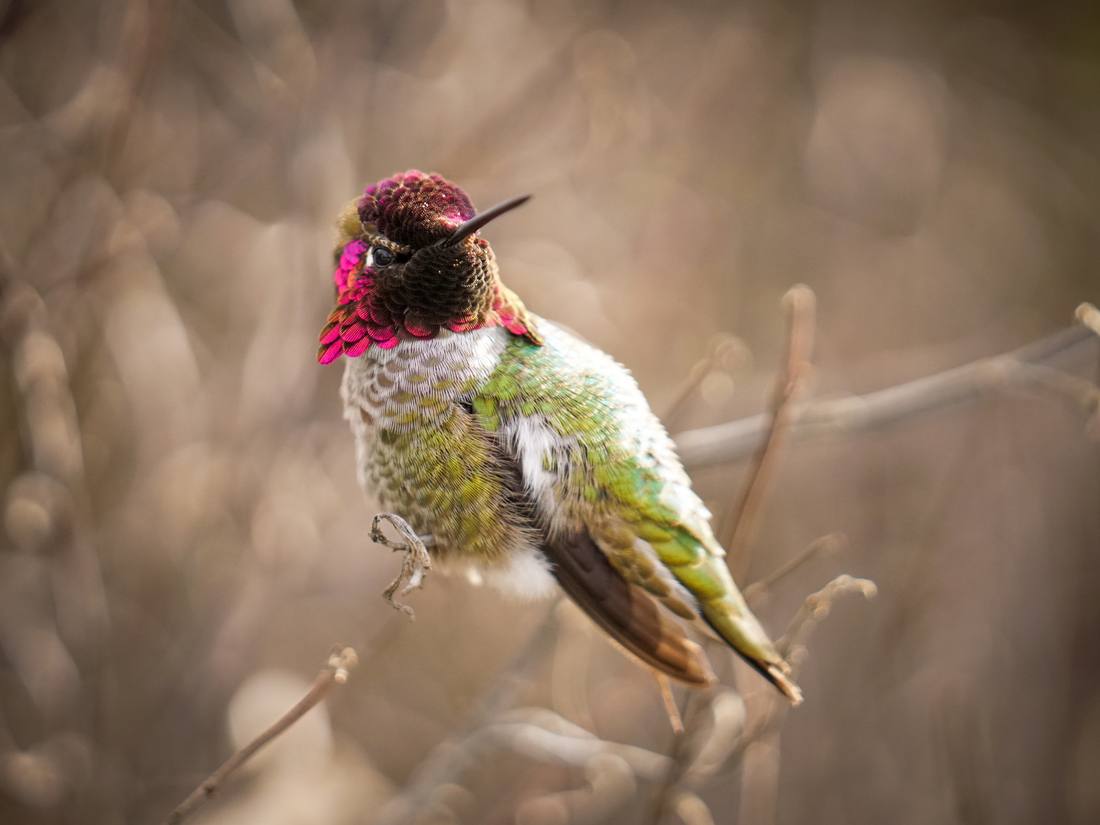 Photograph by Andrew Liang, Feb 18, 2026