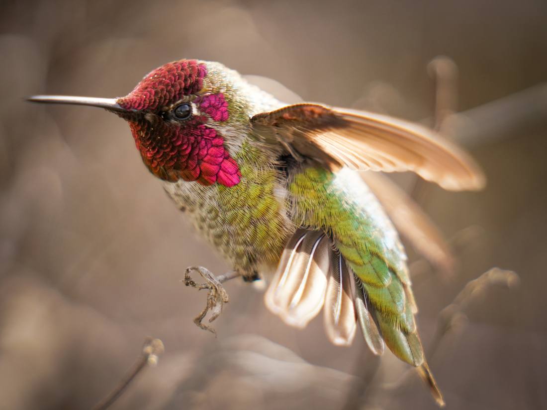 Photograph by Andrew Liang, Feb 18, 2026