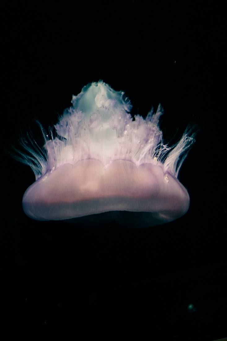 Photograph by Andrew Liang, Aug 15, 2026