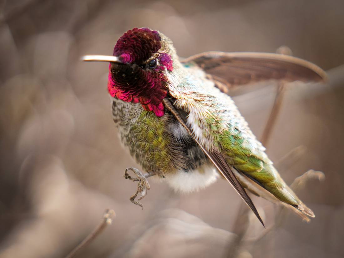 Photograph by Andrew Liang, Feb 18, 2026