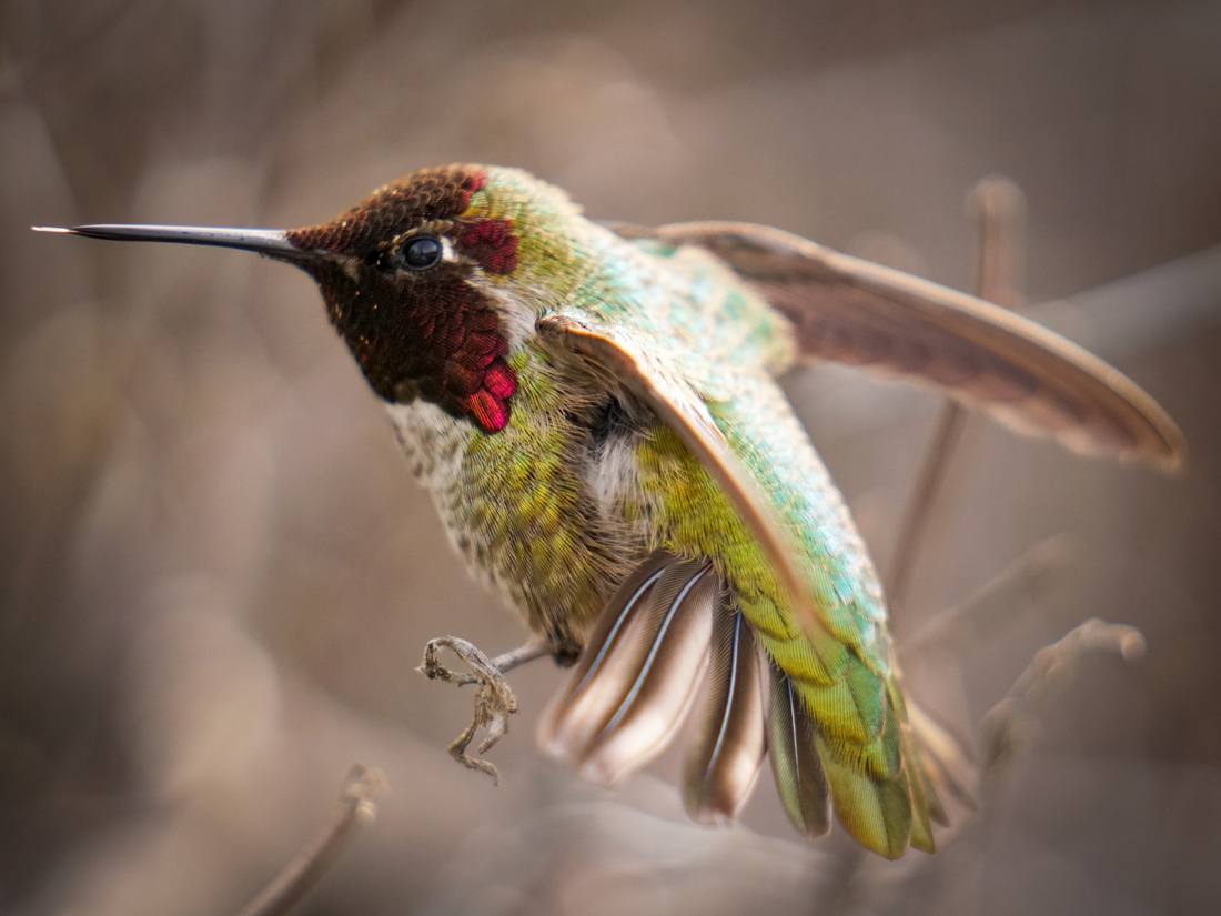 Photograph by Andrew Liang, Feb 18, 2026