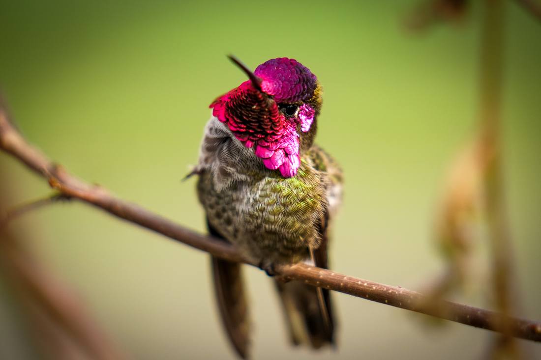 Photograph by Andrew Liang, Feb 18, 2026