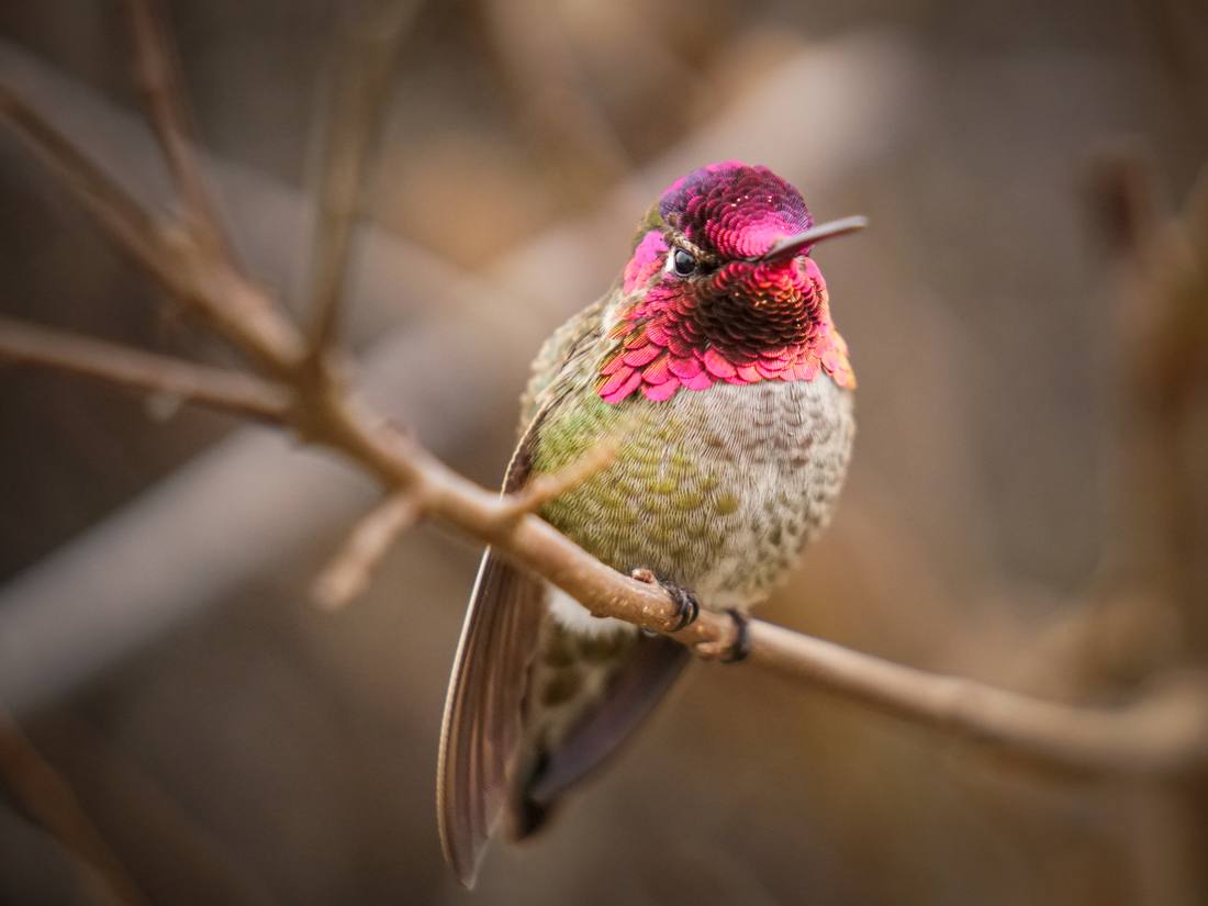 Photograph by Andrew Liang, Feb 18, 2026
