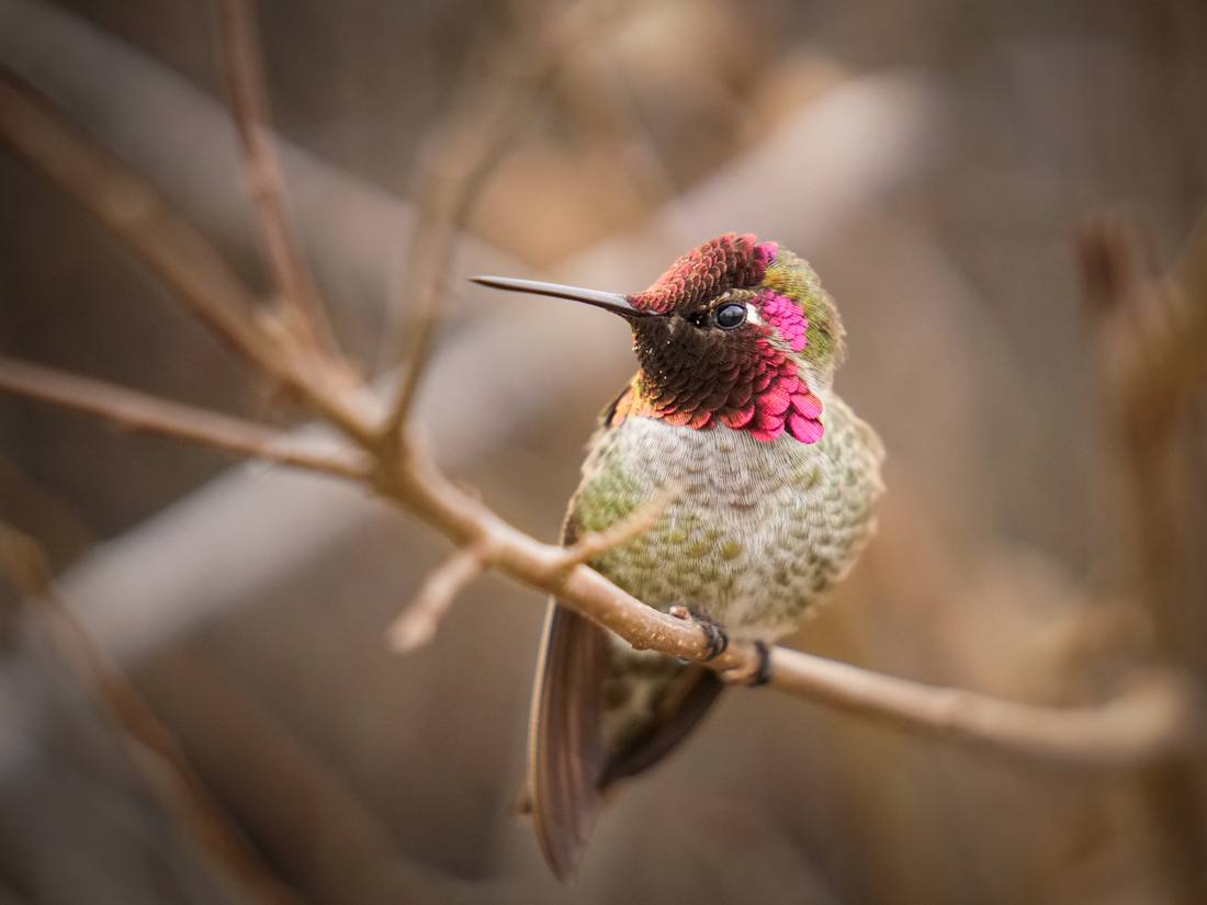 Photograph by Andrew Liang, Feb 18, 2026