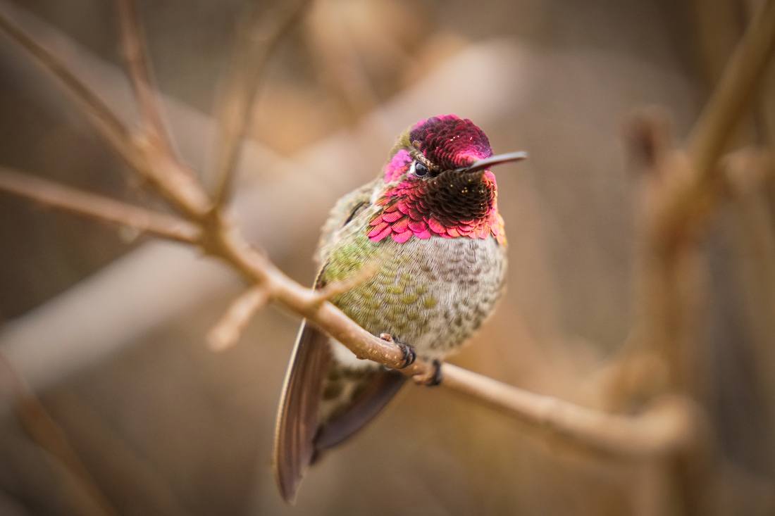Photograph by Andrew Liang, Feb 18, 2026