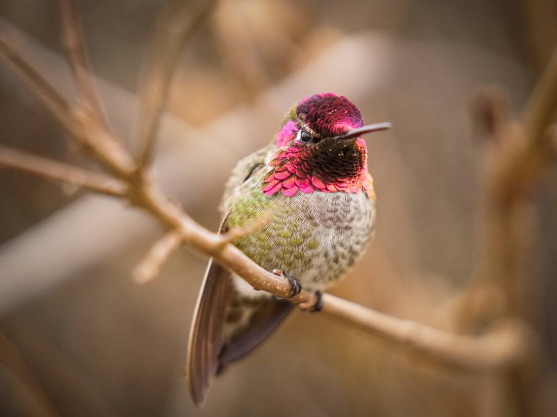 Photograph by Andrew Liang, Feb 18, 2026