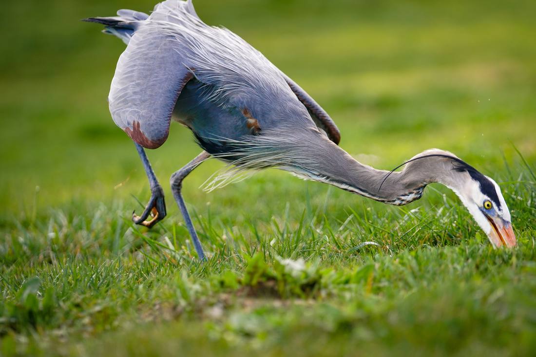 Photograph by Andrew Liang, Feb 20, 2026