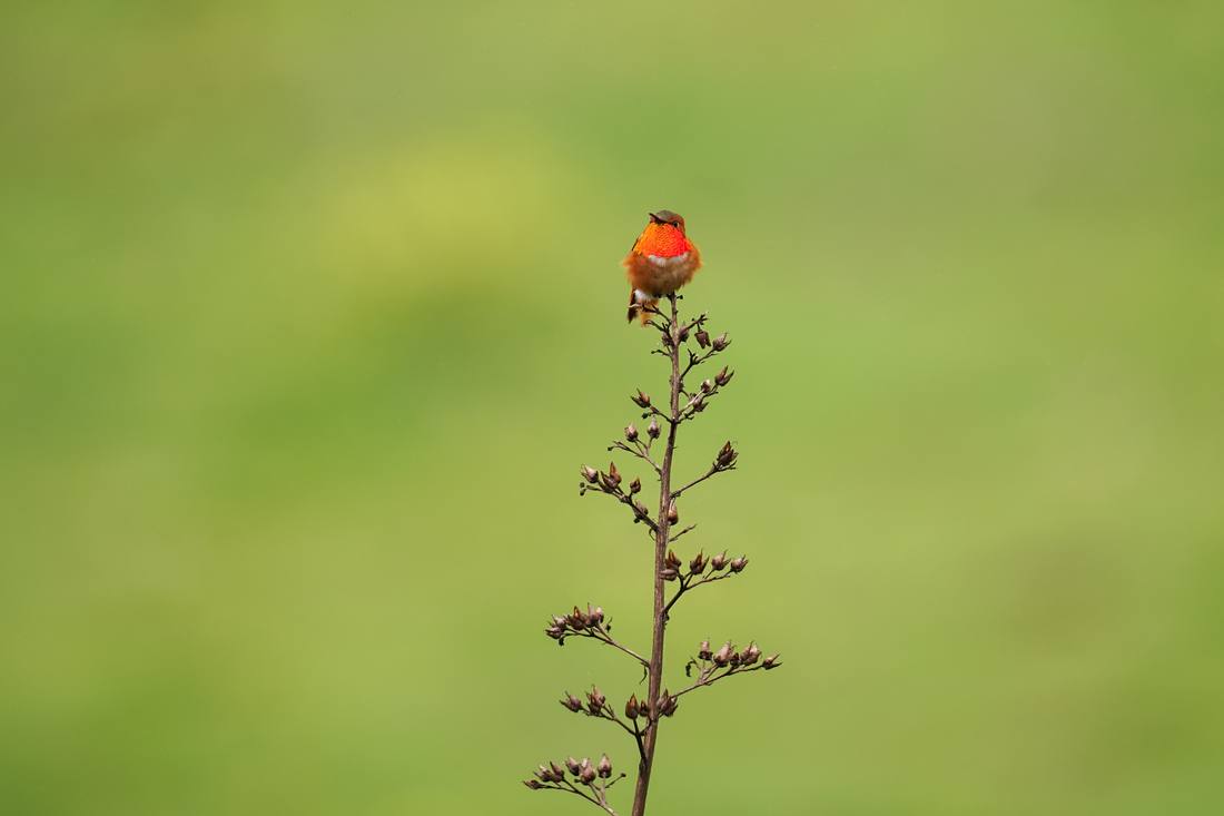 Photograph by Andrew Liang, Mar 3, 2026