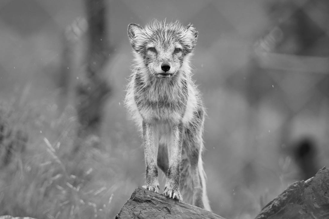 Photograph by Andrew Liang, Aug 4, 2026