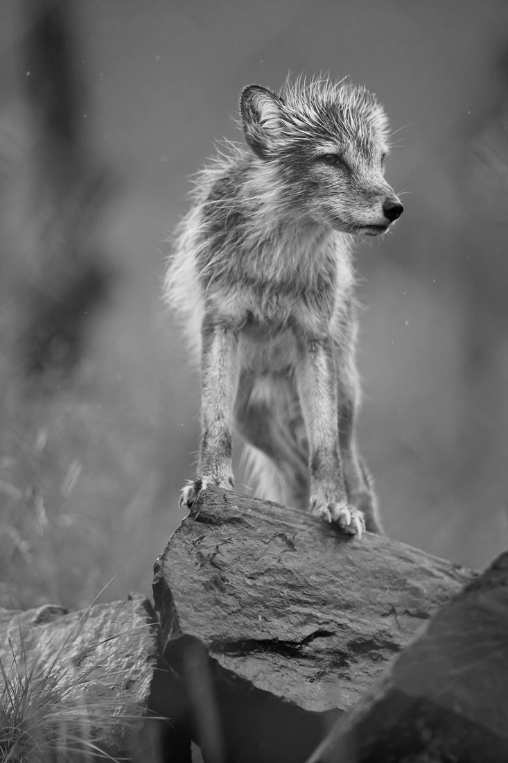 Photograph by Andrew Liang, Aug 4, 2026